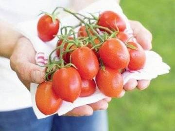 Выращивание томатов по голландской технологи: основные правила