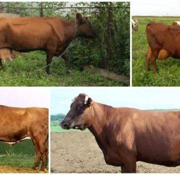 Описание и характеристика коров калмыцкой породы, правила их содержания