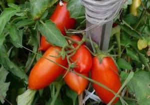 Как посадить и вырастить томат «гордость сибири»