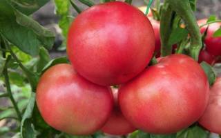 Томат «малиновый звон f1»: радует огородников стабильным урожаем