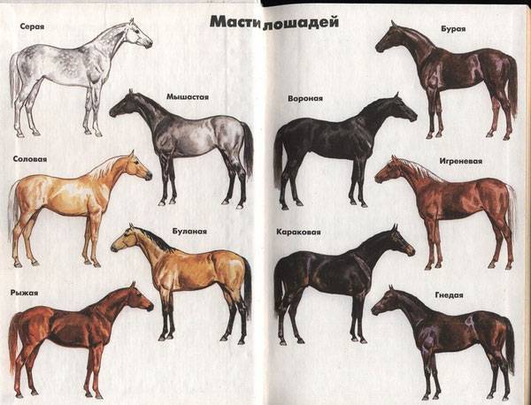 Какие бывают масти лошадей пегого окраса