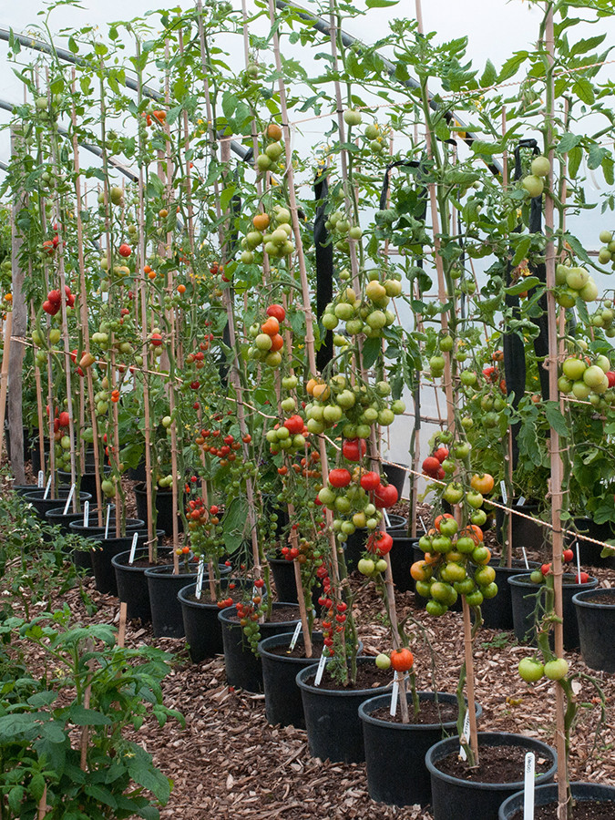 Выращивание помидоров (томатов) в ведрах на огороде и в теплице