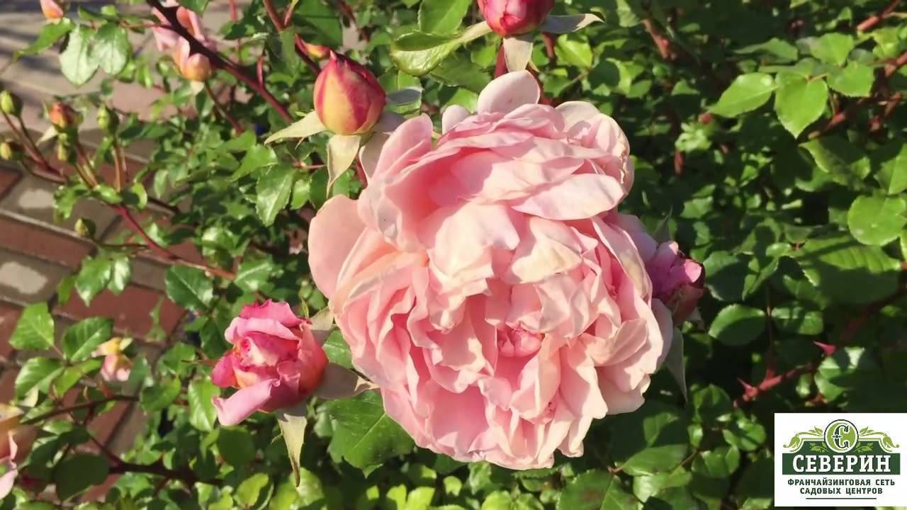 Роза английская абрахам дерби: секреты правильного роста и обильного цветения
