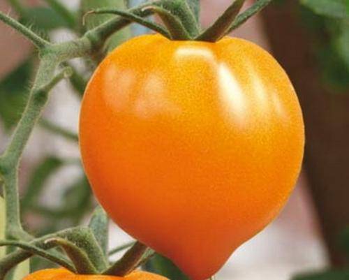 Сорта томатов: чудо земли