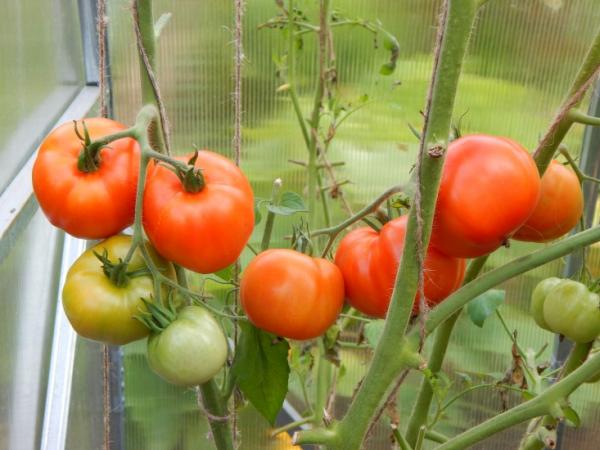 Чудесный сорт томата «ляна»: в чем его уникальность, описание, характеристики, фото