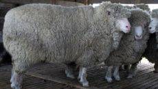 Мериносы — порода овец