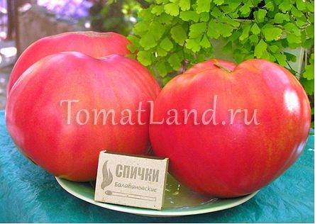 Характеристика и описание сорта томата Розовый Мед и его урожайность 