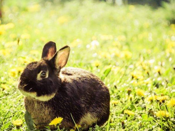 Почему у кролика отказали задние лапы