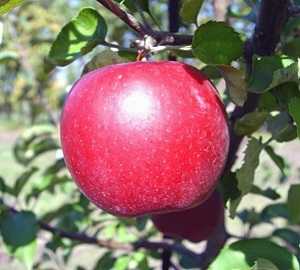 Характеристики сорта яблонь ренет черненко, описание и регионы выращивания