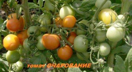 Описание сорта томата Очарование, его характеристика и выращивание