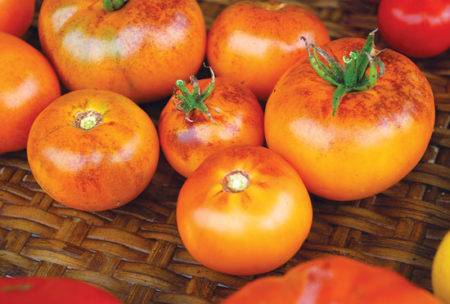 Вкусный толстяк томат «гигант красный» : описание сорта, фото