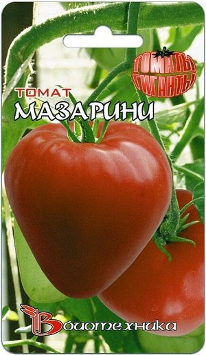 Сорт помидор толстой: описание и особенности выращивания