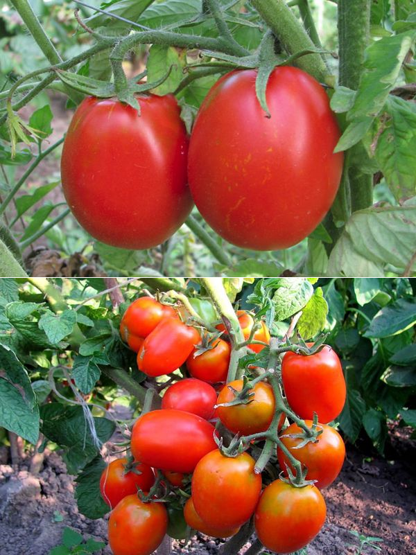 Характеристика  и описание томата «сахарная слива»: желтая, красная, малиновая
