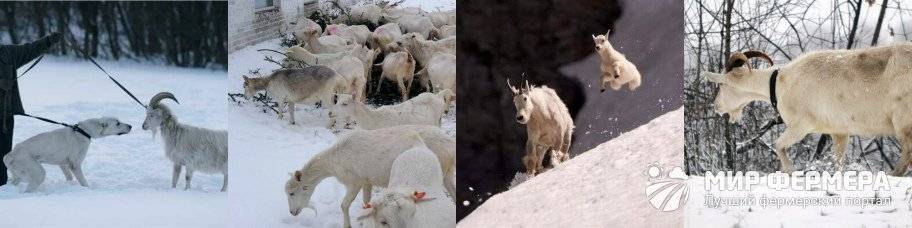 Кормление коз зимой: нормы дневного рациона