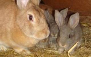 Как выкормить крольчат без крольчихи — полезные советы