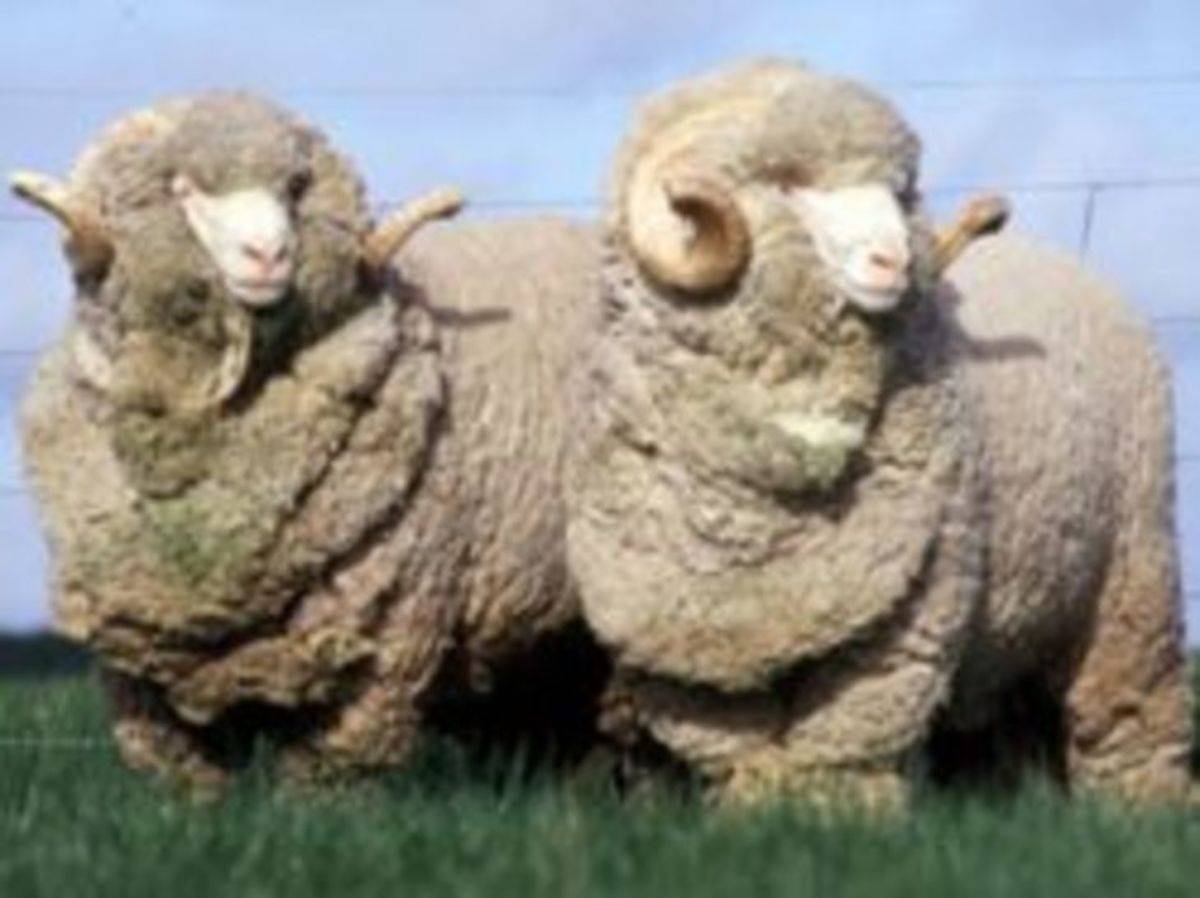 Ресторан карачаевская овца во франции. карачаевская овца. внешний вид и описание
