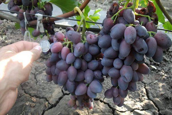 Виноград эффектной расцветки красотка. внешние признаки и правила культивирования