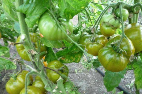 Зеленые томаты: описание и характеристика изумрудных сортов