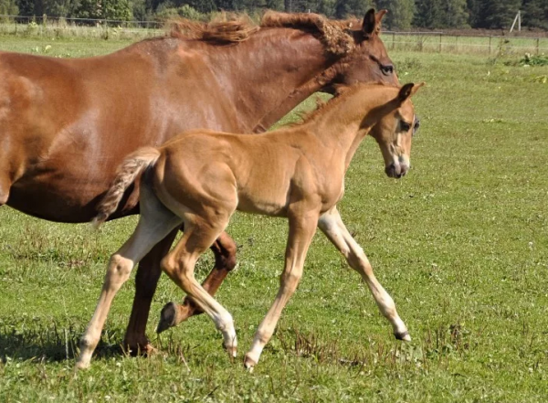 История и описание лошадей карачаевской породы, правила содержания и стоимость