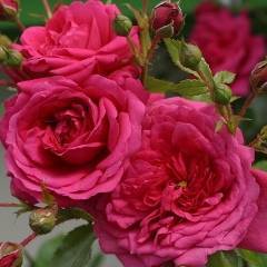 Роза плетистая: выращивание и уход в открытом грунте.