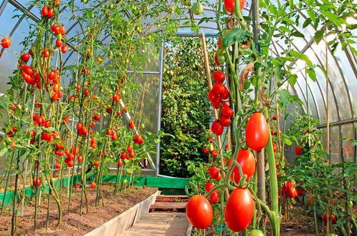 Как вырастить помидоры в теплице из поликарбоната