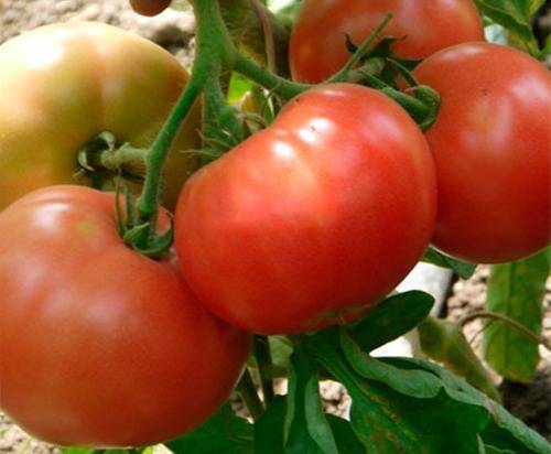 Описание сорта томата корнет и его характеристики