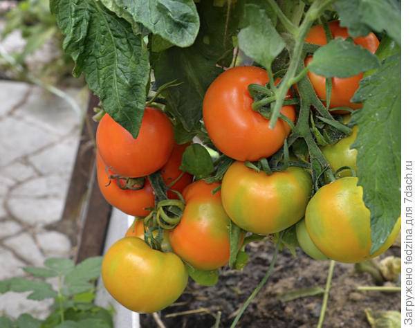 Описание томата с оранжевыми плодами золотая теща и правила выращивания гибридного сорта