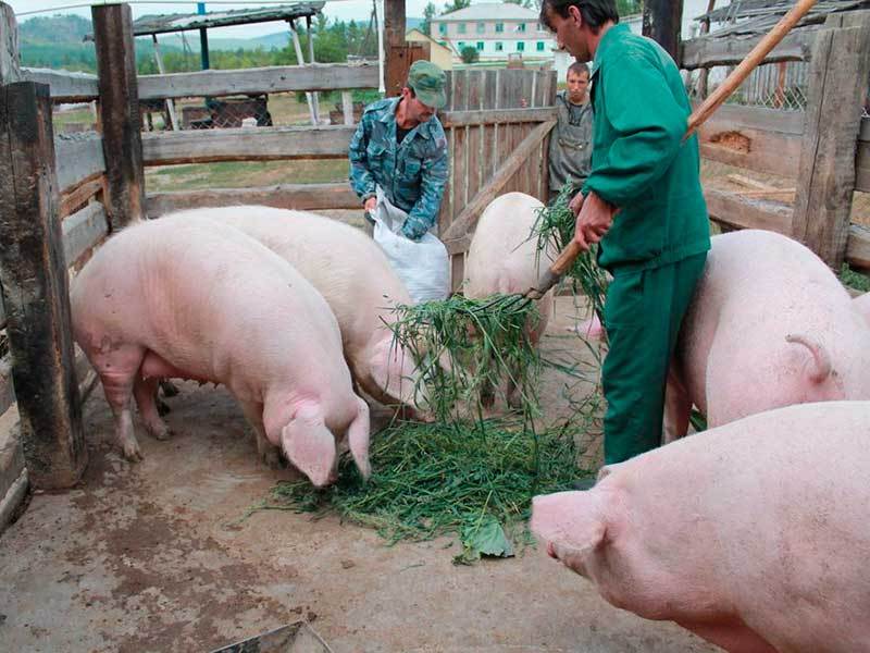 Особенности применения глубокой подстилки для свиней