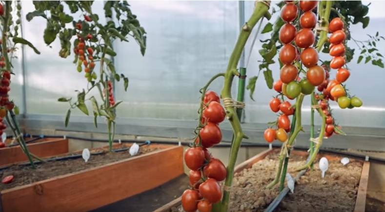 Томат садик f1: описание и характеристика сорта, выращивание и урожайность с фото