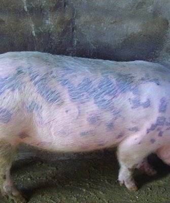 Что такое цистицеркоз (финноз) свиней?