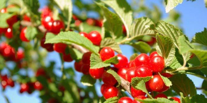 Какие сорта вишни лучше выращивать в ленинградской области