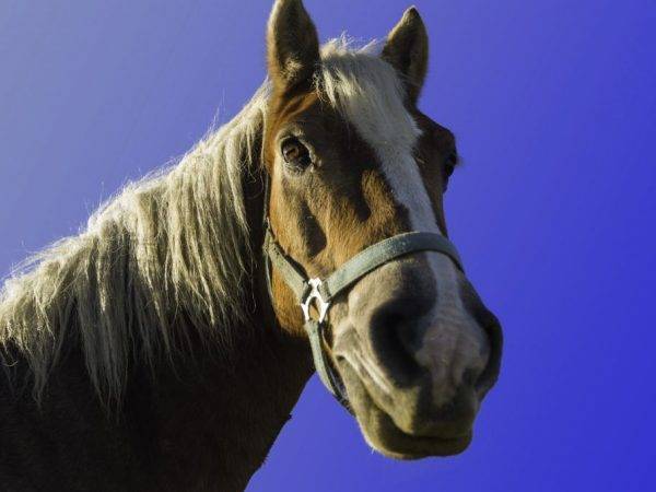 Сап лошадей — возбудитель, симптомы, диагностика, лечение, профилактика