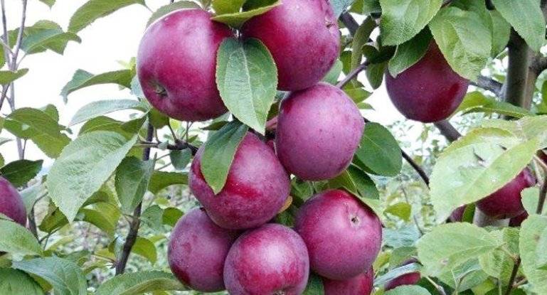 Яблоня спартан: описание и характеристика сорта, выращивание и уход с фото