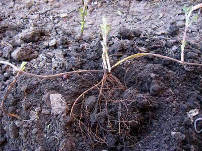Клематисы: выращивание из семян в саду, обрезка