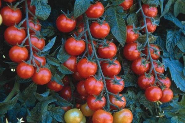 Томат грот: описание и характеристика сорта, выращивание и мнение садоводов с фото