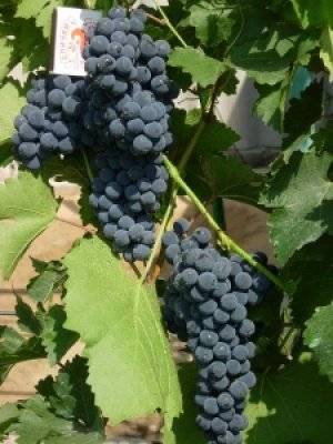 Амурский виноград — вкусный и полезный