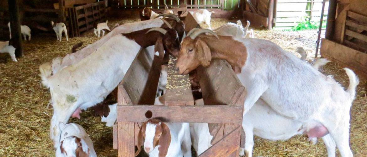 Кормление молочных коз