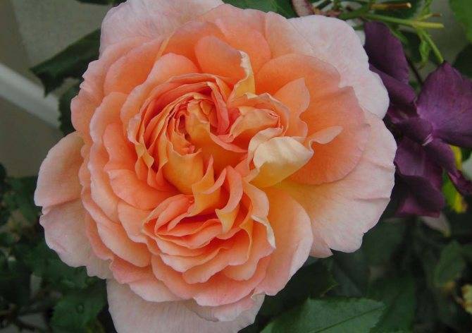 Роза абрахам дерби (английский сорт) - описание, условия выращивания
