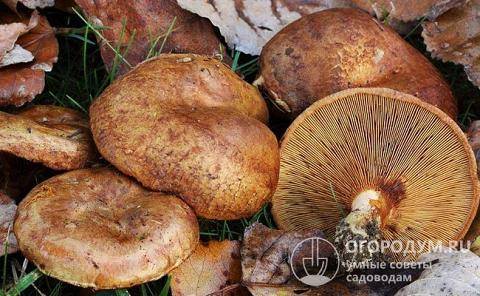 ТОП 10 рецептов, как мариновать в домашних условиях грибы коровники на зиму