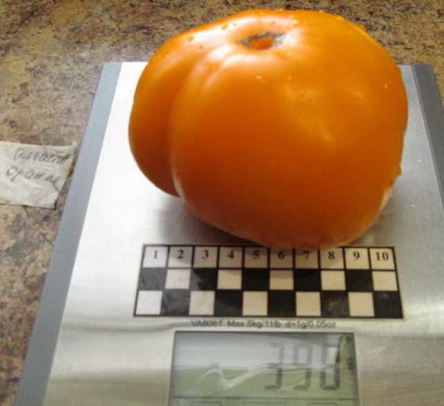 Сорт томата алтайский оранжевый: описание сорта, фото и отзывы