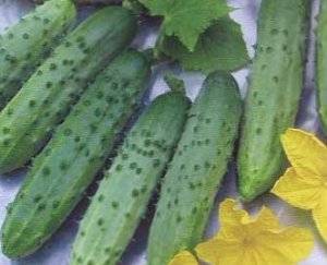 Описание сорта огурцов кибрия f1, отзывы и советы огородников, фото урожая