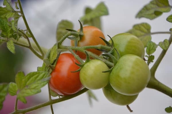 Как выбрать благоприятный день для посадки помидоров