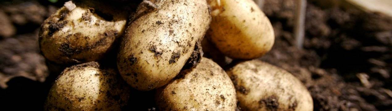 Нематоды картофеля — стеблевая, золотистая и другие
