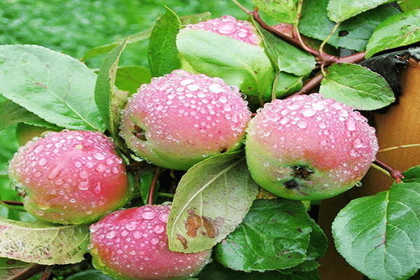 Описание и характеристики сорта декоративной яблони рудольф, плюсы и минусы, выращивание