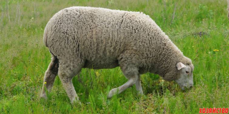 Описание и характеристики овец породы прекос, условия содержания и уход