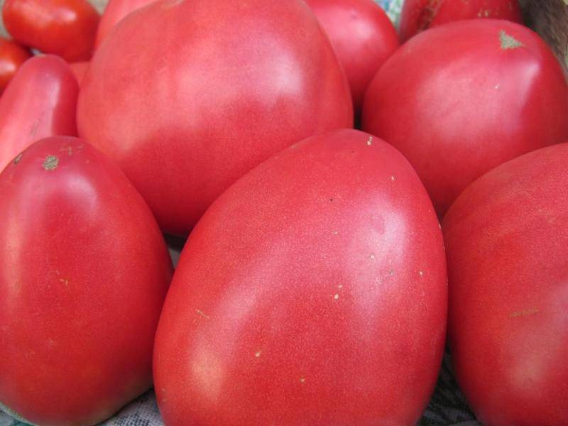 Характеристика и описание сорта томата Сенсей, его урожайность