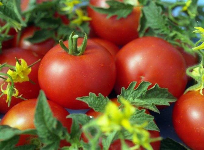 Характеристика сорта томата Мелодия F1 и его урожайность