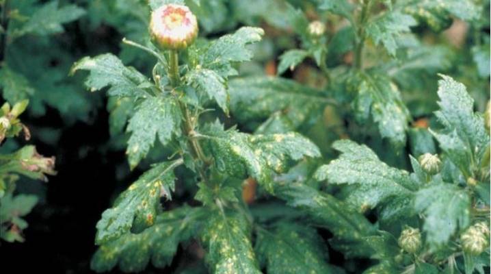 Болезни и вредители хризантем: причины, симптомы, способы борьбы