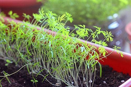 Укроп: выращивание на подоконнике и в открытом грунте