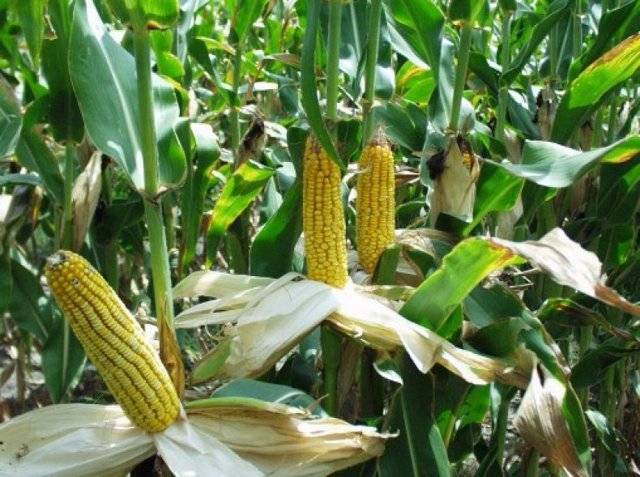Ранняя кукуруза – секреты выращивания